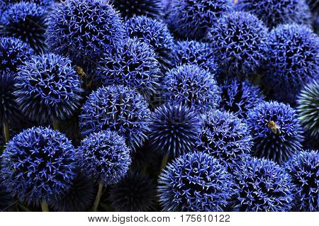 Close up of blue spiky echinops flowers