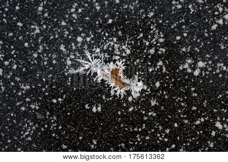Dead leaf covered with frost over frozen black ice background with snowy stars. Frosty scene.  Universe stars.