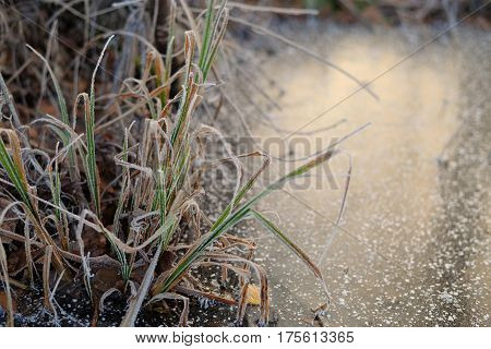 Colorful frozen grass on snowy ice. Frosty grass with copy space. Freezing weather.