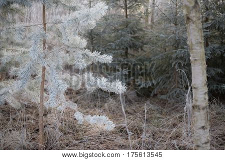 Frozen christmas tree over forest background. Winter nature, frosty scene.