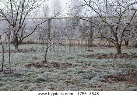 Frozen garden landscape with frosty trees and frosty grass. Frozen background. Freezing weather.