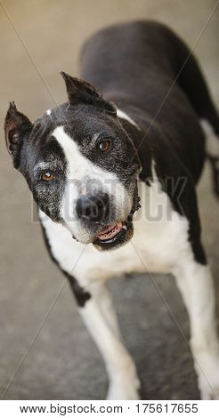 Senior American Pit Bull Terrier dog with grey face and cropped ears looking up