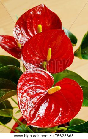 close up from Colorful of Red Flamingo or Laceleaf