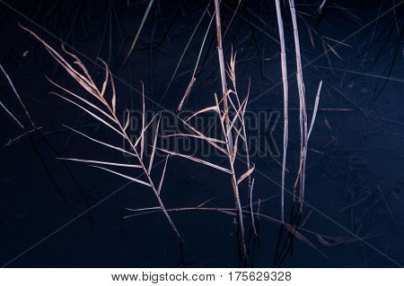 Massaciuccoli, Lucca, Tuscany, Italy - Nature Reserve Oasis Lipu