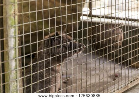 Asian Palm Civet Coffee Making Kopi Luwak