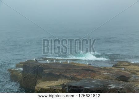 Foggy Morning On Schoodic