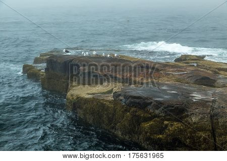Foggy Morning On Schoodic