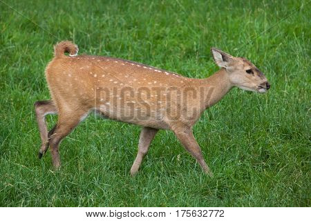 Indian hog deer (Hyelaphus porcinus).