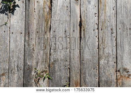 Old wood timeworn planks of a rustic door. Texture background