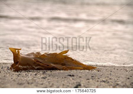 Seaweed on a beach in the Faroe Islands