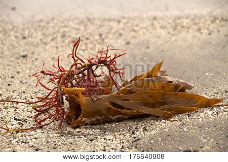 Seaweed on a beach in the Faroe Islands