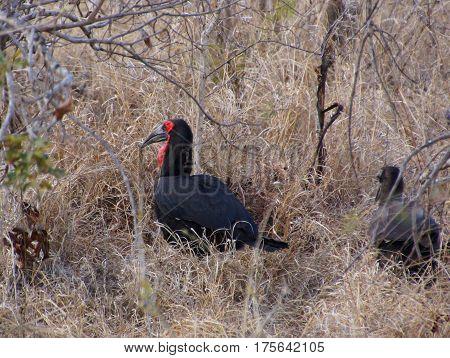 Southern ground hornbill in south african bush black coloration and vivid red patches of bare skin on the face and throat exposed to extinction