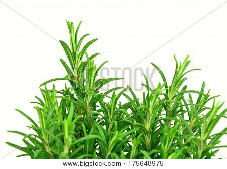 Rosemary Tree in Terracotta Pot on white background