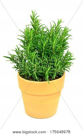 Rosemary Tree in Terracotta Pot on white background