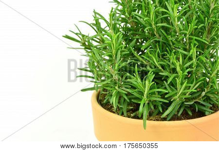 Rosemary Tree in Terracotta Pot on white background