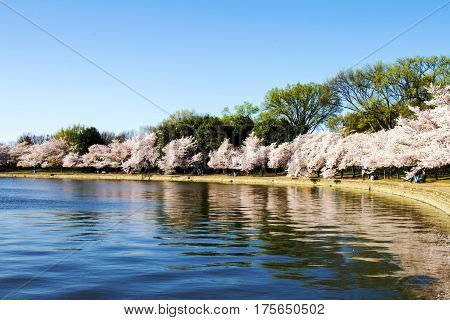 Cherry trees blooming on Potomac river basin in Washington, D.C.