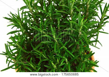Rosemary Tree in Terracotta Pot on white background