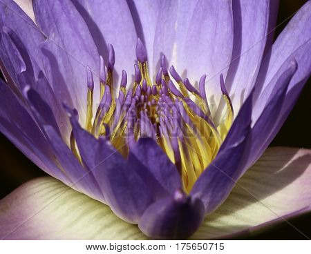 Purple waterlily at Zilker Gardens in Austin Texas