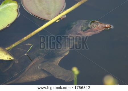 소프트 쉘 거북이