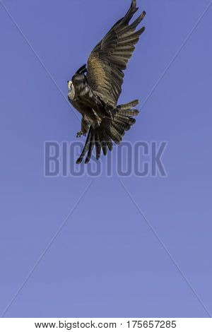 Aerial aerobatics by a red kite (Milvus milvus) bird of prey maneuvering in flight. Plain blue sky provides copy space.