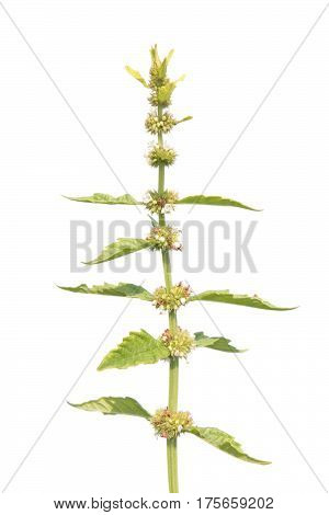 Gypsywort (Lycopus europaeus) isolated on white background