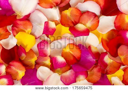 Variegated rose petals. Texture for the background.