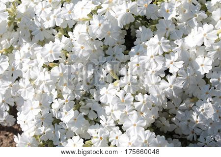 White phlox flowers (Phlox subulata) in the garden