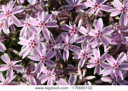 Pink phlox flowers (Phlox subulata) in the garden