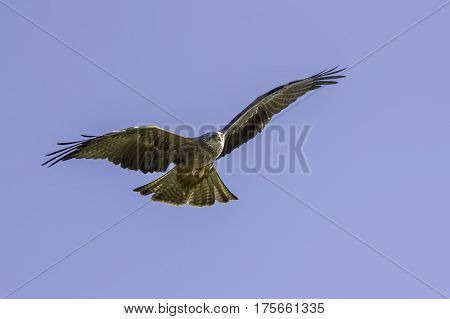 Red kite (Milvus milvus) bird of prey in the air flying against a blue sky providing natural copy space.