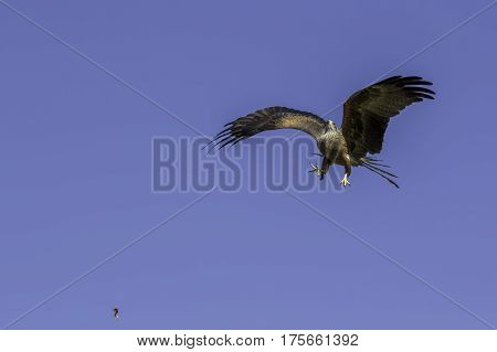 Aerobatic maneuvers from a red kite bird of prey flying at speed to catch meat catapulted into the sky.