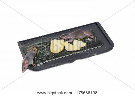 Mouse in a trap / Pest in a house concept