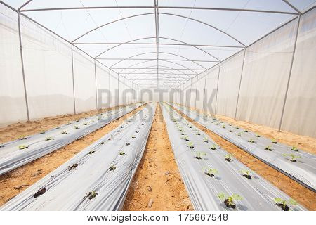 Agriculture. Inside view of a green house for planting organic vegetables