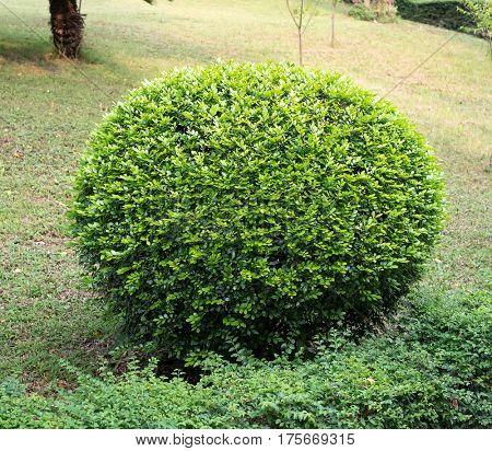 green coniferous shrubs shorn by round shape