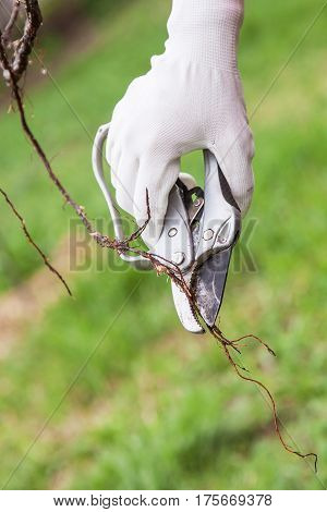Pruning of root fruit trees before planting into soil gardener's hand in glove cuts the roots of seedlings pruning shears