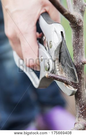 Pruning of tree seedlings after planting gardener cuts knot on saplings of fruit trees