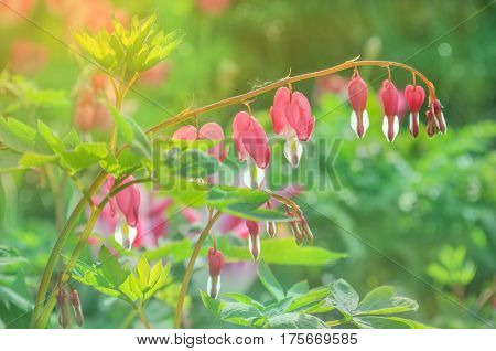Bleeding heart flower or Dicentra spectabilis. Lyre flower love heart