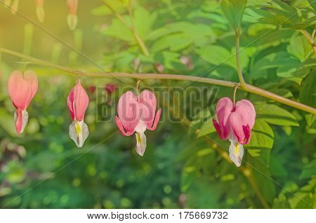 Bleeding heart flower or Dicentra spectabilis. Lyre flower love heart