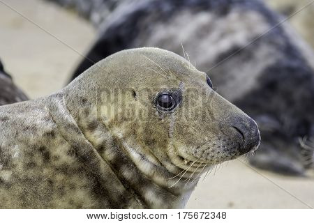 Grey seal face from the side revealing ear hole of these earless animals.
