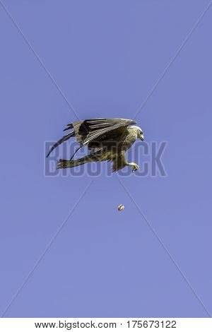Red Kite on the wing. Bird of prey pulls off an amazing mid-air catch. Skillful feeding display from red kite (Milvus milvus). Flying at speed to pluck catapulted meat out of the air.