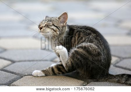 The domestic cat is a domesticated species of mammal in a row predatory felines