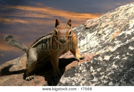Ciekawy Chipmunk