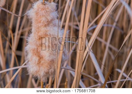 Cat-of-nine-tails surrounded by tall brown grass in woodland park