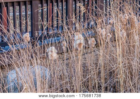 Cat-of-nine-tails surrounded by tall brown grass in front of wooden fence