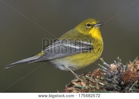 A male Pine Warbler, Setophaga pinus in breeding plumage standing on a pine cone in the forest