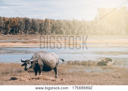 Buffalo eating grass into the field near lake.