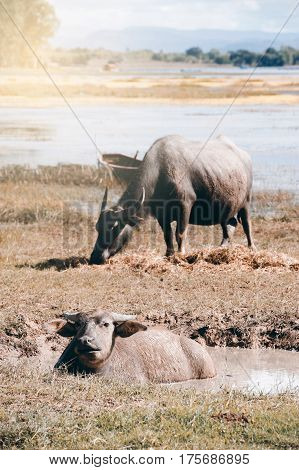 Buffalo family resting in swamp mud near the lake.