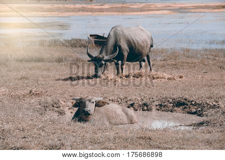 Buffalo family resting in swamp mud near the lake.