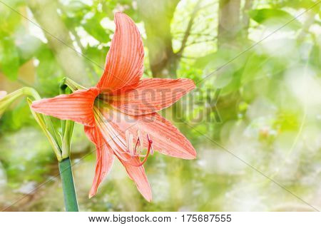 Orange Flowers Hippeastrum Or Amaryllis In Nature Garden Background, Amaryllidaceae, Blossom Flowers