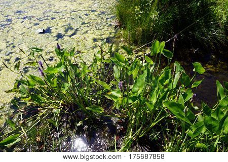 Pickerel weed (Pontederia cordata) blooms in a small, artificial lake in Joliet, Illinois during June.