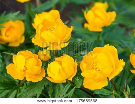Flowers Trollius Or Globeflower
